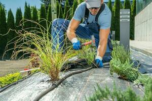 Gardener Installing Irrigation System Pipeline photo