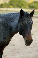 Black Horse Close-up photo