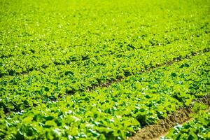 Green Lettuce Field photo