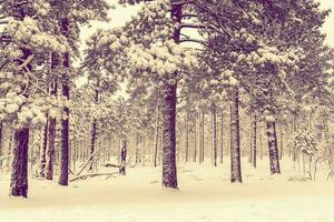 invierno bosque vista foto