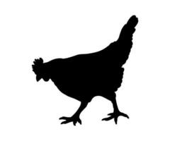 Hen or chicken silhouette isolated in white background. Free grazing hen bird in the runch vector