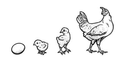 Chicken development from egg to hen. Growth of a bird in four stages. Vector illustration