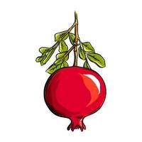 Pomegranate fruit on the plant. Colored exotic pomegranate fruit. Vector illustration