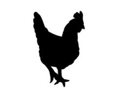 Hen or chicken silhouette isolated in white background. Free grazing hen bird in the runch vector