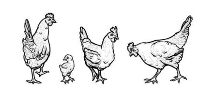 Hens and chicken living in the organic farm. Hens with cockscomb isolated in white background. Vector illustration