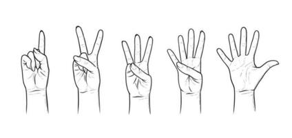 Gestures for counting from one to five. Set of hand gestures showing numbers. Vector illustration isolated in white background