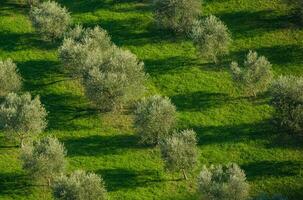 Field view with little trees photo