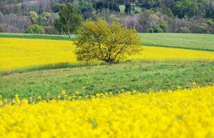 Scenic Spring Time Countryside Landscape with Lonely Tree photo