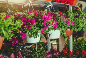 Rows Of Hanging Flower Planters In Greenhouse. photo