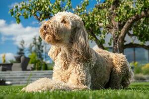 Obedient Goldendoodle Dog Relaxing in the Sun photo