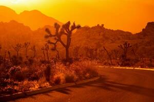 Joshua Tree California Scenery photo