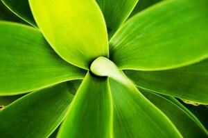 Cactus Macro Background photo