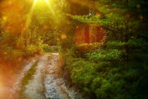 Mysterious Forest Road photo