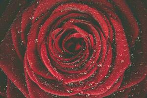 Red Rose Dew Background photo