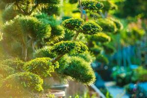 Topiary Art Garden Plants photo