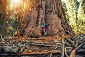 Hugging Giant Sequoia Redwood photo