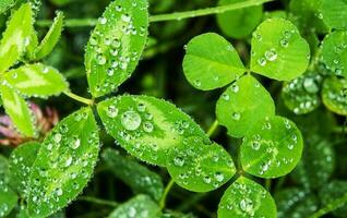 Rainy Day Nature Concept photo