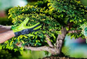 plantas cultivando y jardinería foto