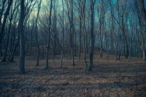escalofriante bosque paisaje foto