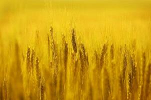 Golden Rye Field photo