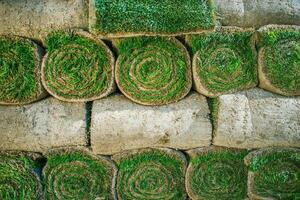 Rolled Natural Grass Turfs photo