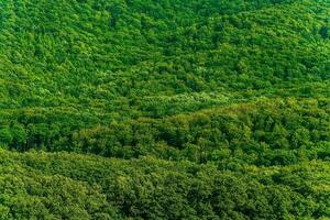 denso verde bosque antecedentes foto