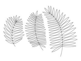 Palm tree leaves sketches set. Vector palm tree leaves doodle set