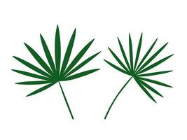 vector chamaerops verde colocar. plano estilo chamaerops hojas silueta conjunto