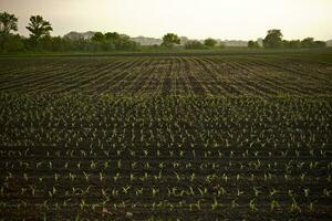Farmland Corn Field photo
