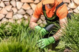 Spring Backyard Maintenance photo