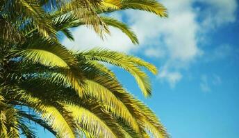 Southern California Palm photo