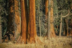 Ancient Sequoia Trees photo
