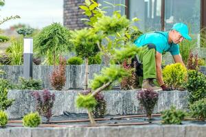 paisajista plantando flores y arbustos foto