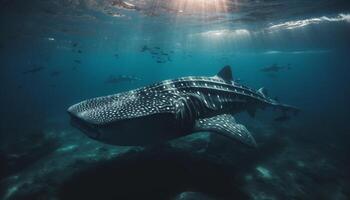 Majestic whale shark swims below tranquil red sea waters generated by AI photo