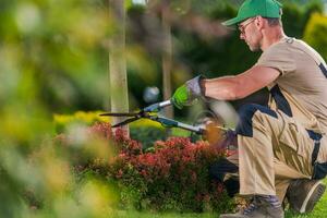 Garden Decorative Trees Trimming by Professional Gardener photo