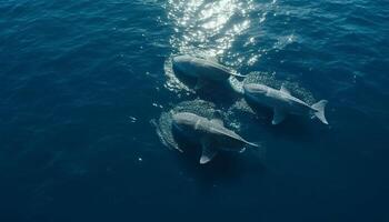 Playful dolphins and majestic humpback whales breach in tranquil seas generated by AI photo