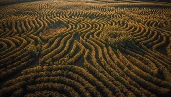 Rolling landscape of rural scene, meadow in a row, yellow growth generated by AI photo