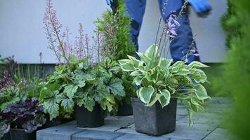 jardineiro selecionando apropriado plantas para uma recentemente desenvolvido jardim video