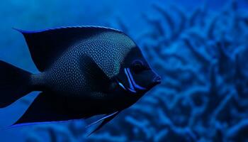 Colorful striped fish swimming in coral reef, undersea natural beauty generated by AI photo