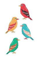 Colored oriole set vector