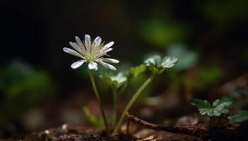 Fresh chamomile blossom in natural meadow, selective focus on foreground generated by AI photo