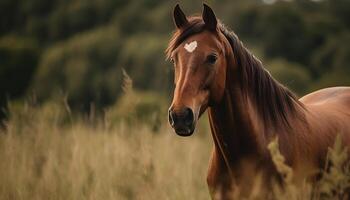 Bay horse grazing in tranquil meadow at sunset, close up portrait generated by AI photo