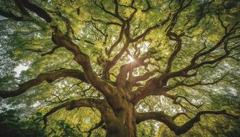 Sunlit forest branch with vibrant leaves, a nature abstract pattern generated by AI photo