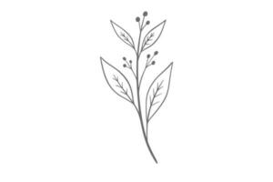 eucalyptus line art illustration vector