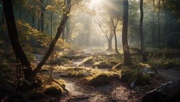 Tranquil scene of autumn forest, mystery in foggy wilderness area generated by AI photo