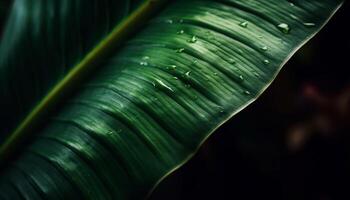 Fresh green leaf with raindrop, macro beauty in nature generated by AI photo
