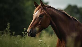 Bay stallion grazing in meadow, beauty in nature motion generated by AI photo