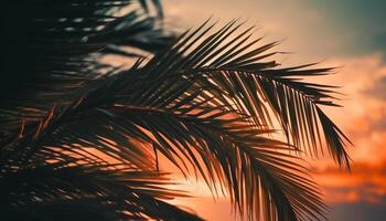 Silhouette palm tree back lit by sunset, tropical vacations beauty generated by AI photo