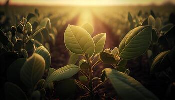 Green nature plant growth in forest outdoors , photo