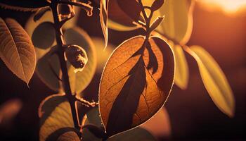 Leaf veins display autumn vibrant colors in nature , photo